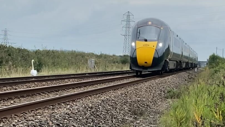 A swan on a railway line with a train coming past on the opposite track