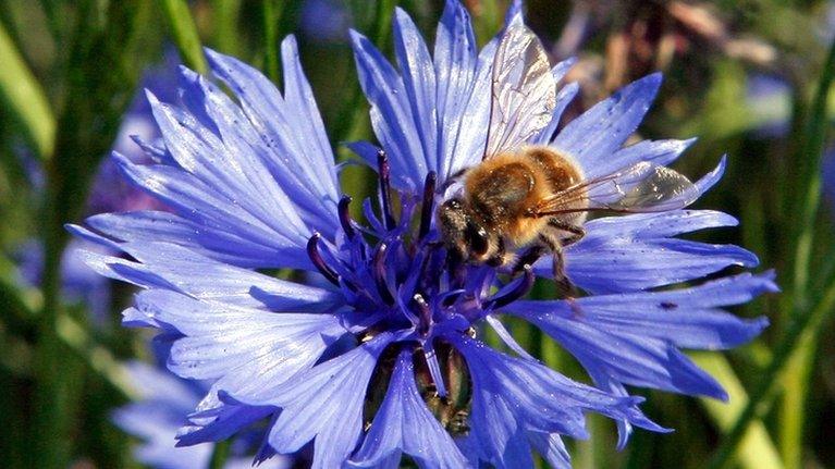 Bee on a cornflower