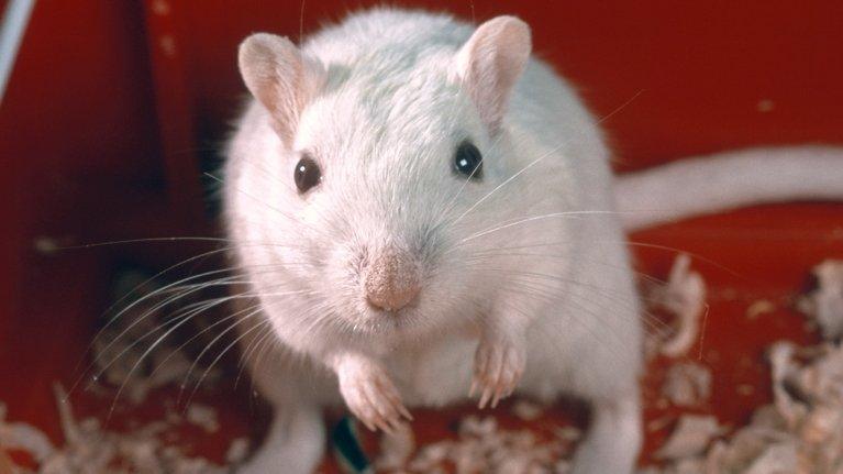 A white mouse