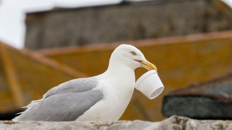 Seagull