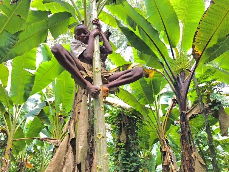 boy in tree