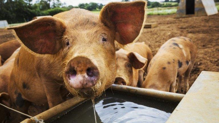 Pig at a trough