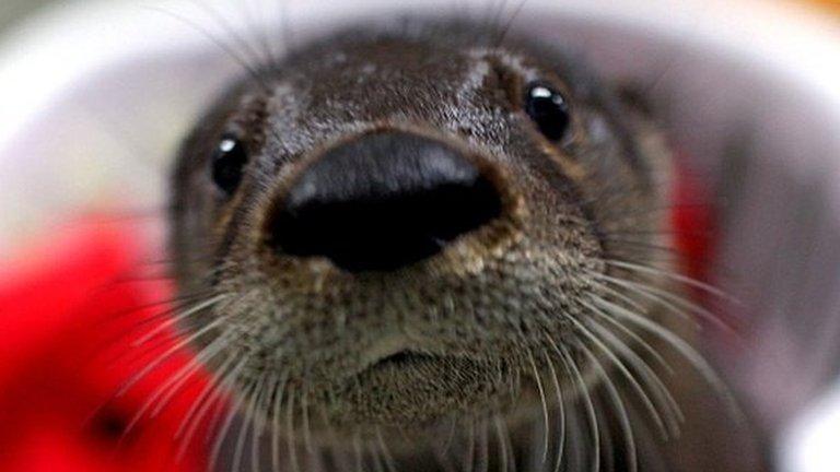 Otter cub