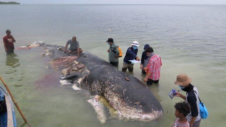 A stranded whale with plastic in its belly is seen in Wakatobi, south-east Sulawesi, Indonesia,19 November 2018 in this picture obtained from social media