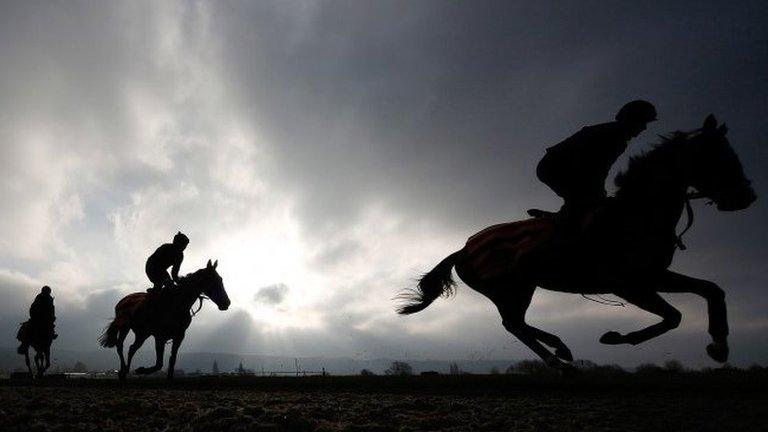 Racehorses on the gallops