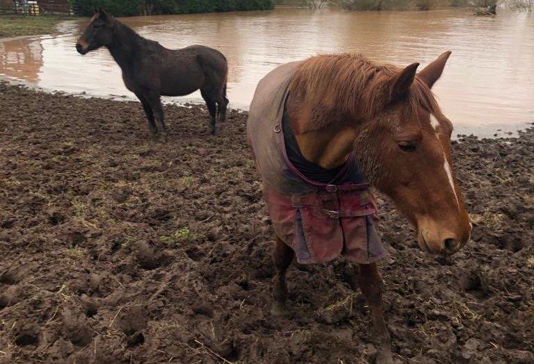 Horses in field