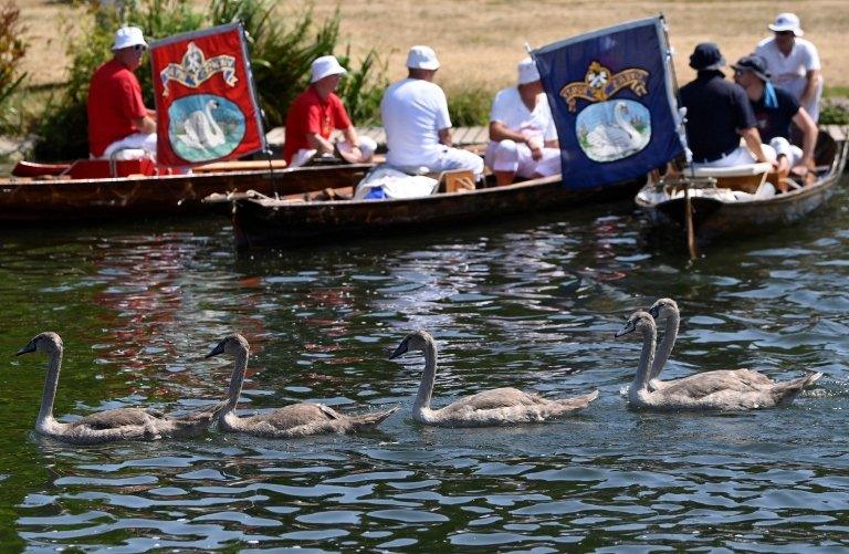 lots of swans on river