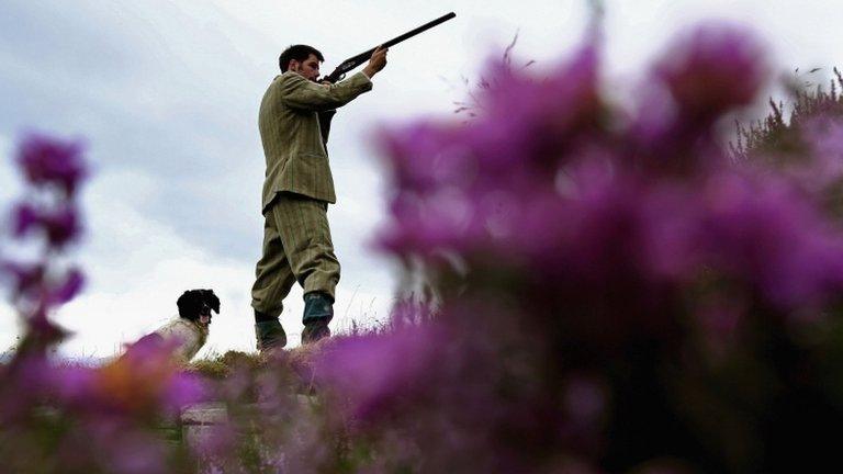 Grouse shooting