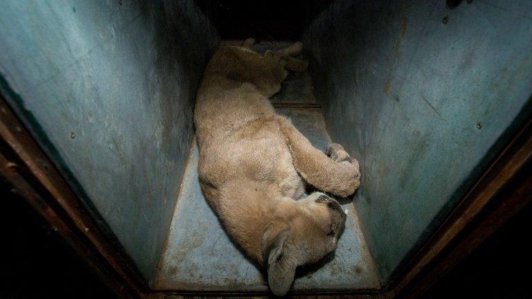 A cougar is seen after it was caught in an apartment complex in Santiago, Chile