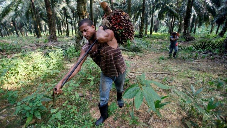 Worker collecting palm oil fruits in Malaysia