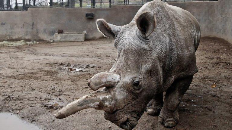 Nola at the San Diego Zoo Safari Park, Dec 2014