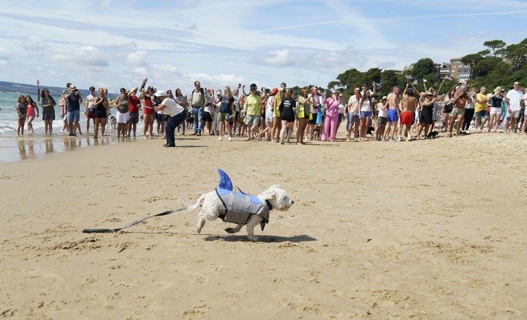 surfing dog