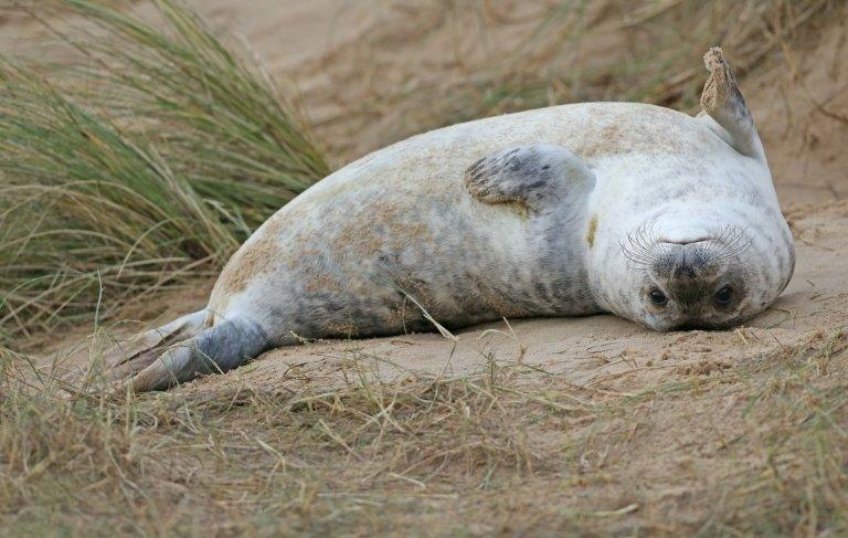 Seals at Blakeney National Nature Reserve in Norfolk