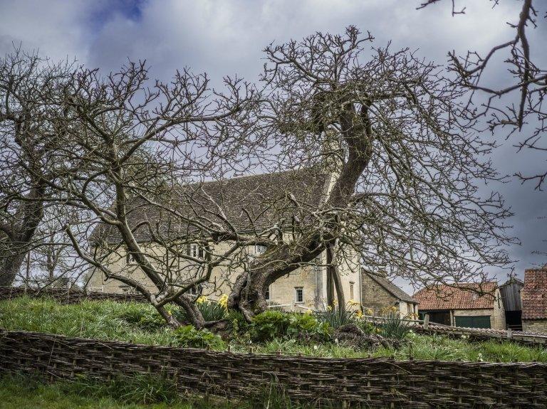 Another entrant is Sir Isaac Newton's apple tree in the orchard at Woolsthorpe Manor near Grantham, Lincolnshire, which caused the mathematician to question why apples always fell straight down to the ground.