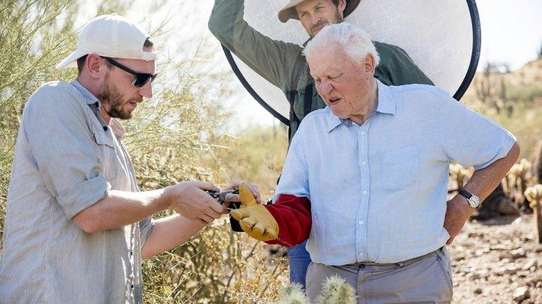 Sir David wincing and getting spikes removed