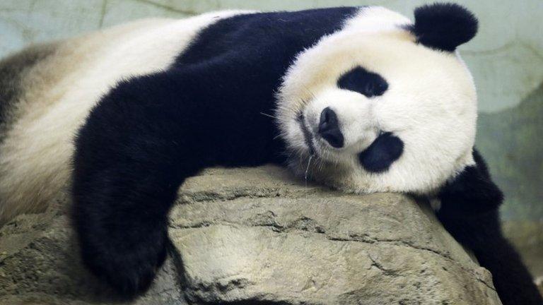 Mei Xiang, the panda, lies on a rock