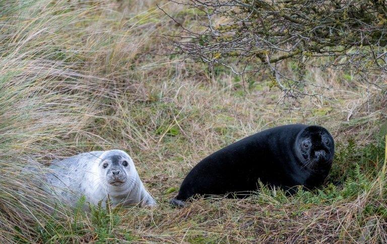 black melanistic seal with grey seal