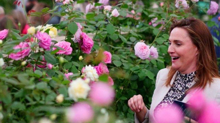 Visitor seeing the roses