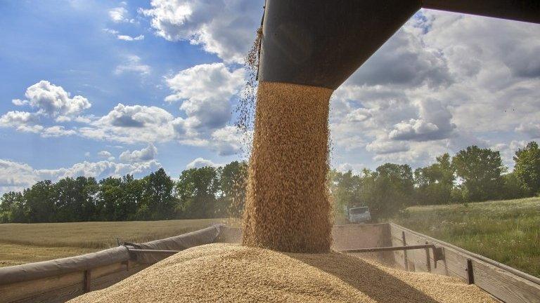 Combine harvester collects wheat in a field near Kharkiv, Ukraine