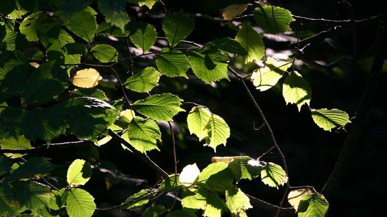 Hazel leaves (Image: BBC)