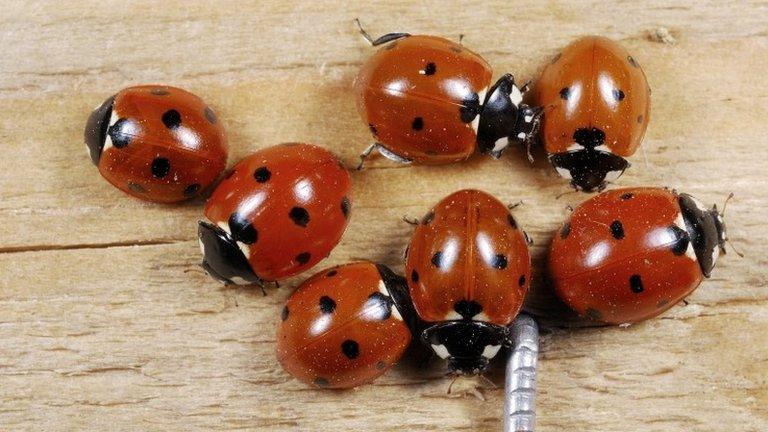 Seven-spotted ladybirds