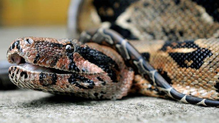 A boa constrictor pictured in Costa Rica