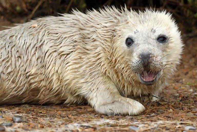 Seals at Blakeney National Nature Reserve in Norfolk