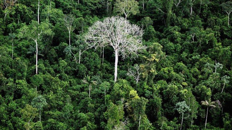 Tree-tops in the Amazon basin in Brazil