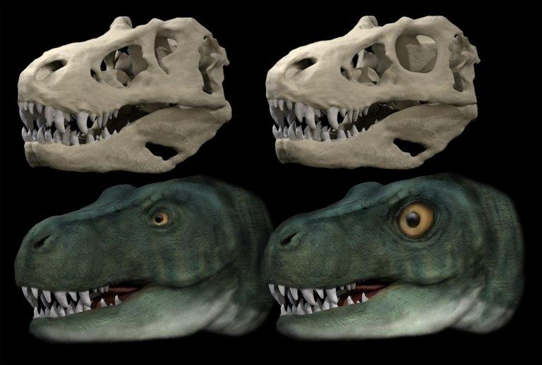 Tyrannosaurus-rex-skull.