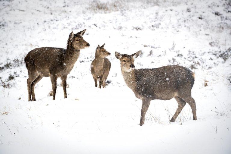 These red deer explored in the snow alongside in Glencoe, Scotland.