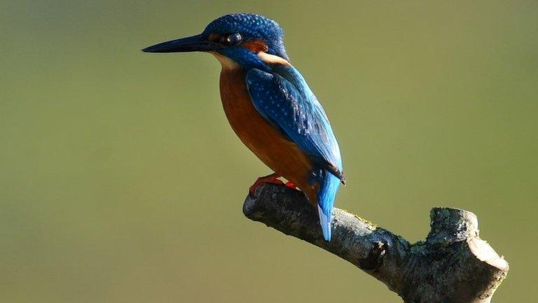 Kingfisher