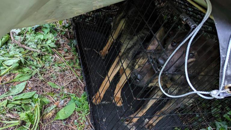 two German Shepherds in cage