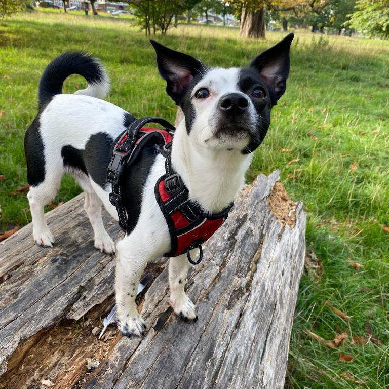 Rocky in park 