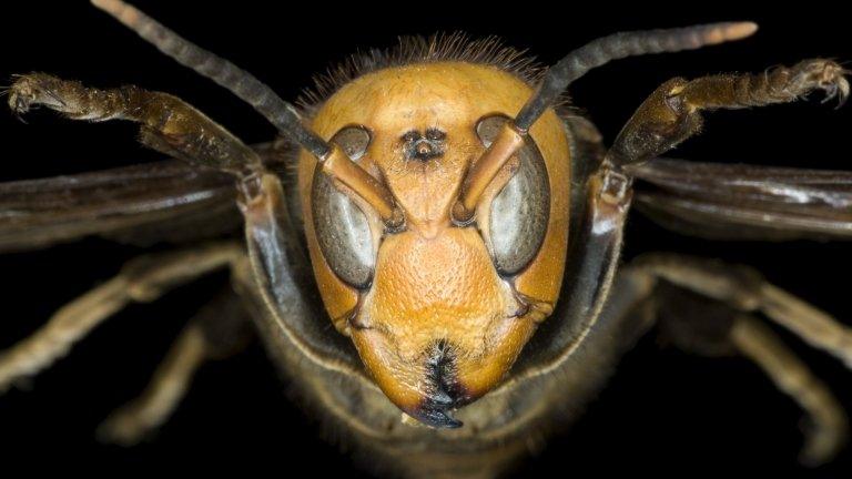 Insect close-up (Image: Science Photo Library)