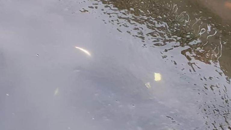 dead fish floating in skeoge river in county donegal