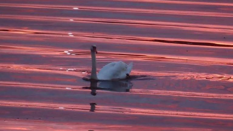 A swan on top of calm waves. The swan is white with a black face and orange bill. It is sitting on top of the water, which is rippling but glassy and calm. It is reflecting the orange and blue of the sky.