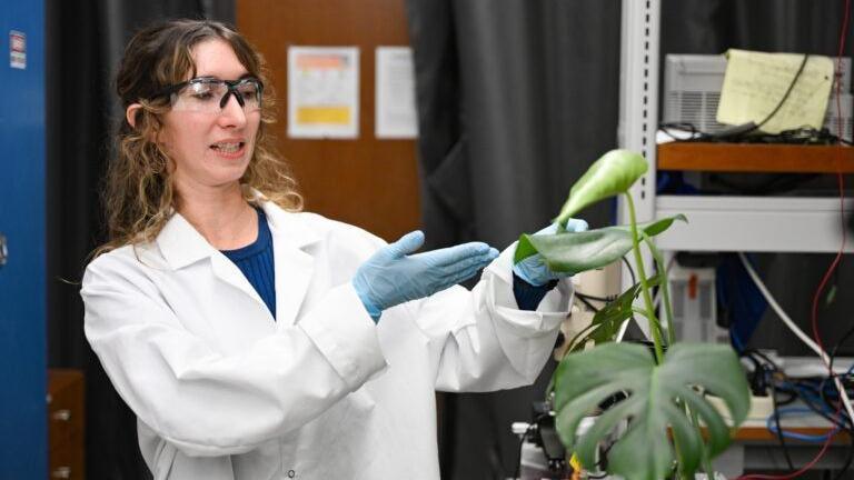Jean Anne Incorvia, one of the study’s lead researchers, works with an electronic tattoo sensor attached to a plant leaf in her lab. 
