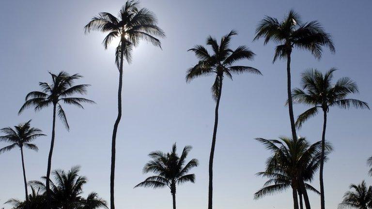 Palm trees in Florida