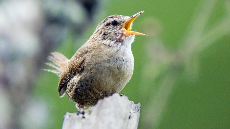 A wren perched and calling in Aberdeenshire, Scotland