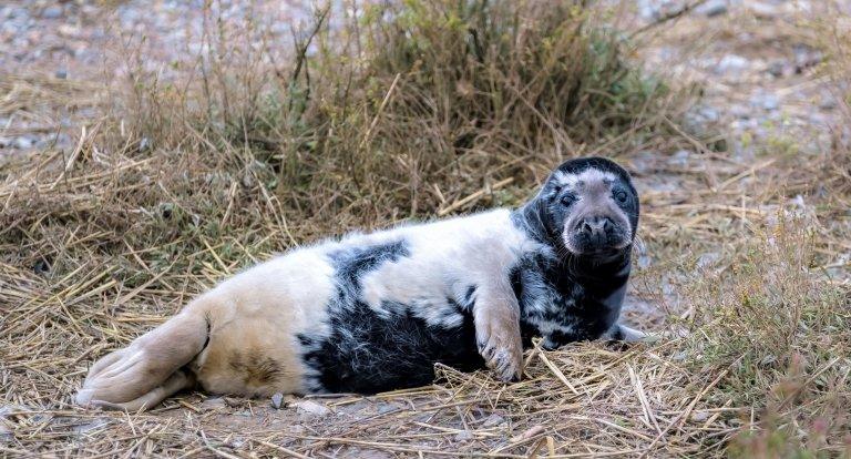 black melanistic seal with fur