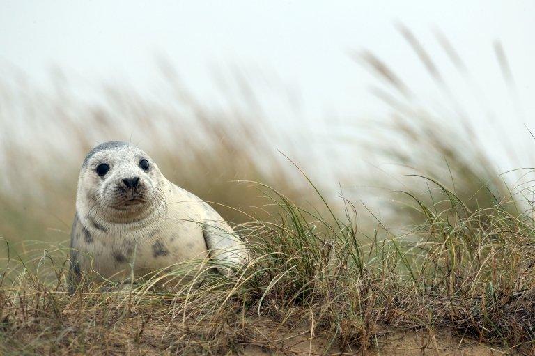 Seals at Blakeney National Nature Reserve in Norfolk