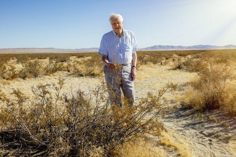 Sir David in the desert