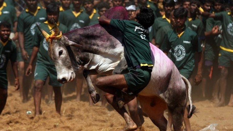 a youngster tries to tame a bull at a traditional bull taming festival called "Jallikattu" in Palamedu near Madurai,