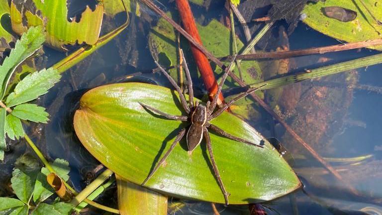 Fen raft Spider (Dolomedes plantarius)