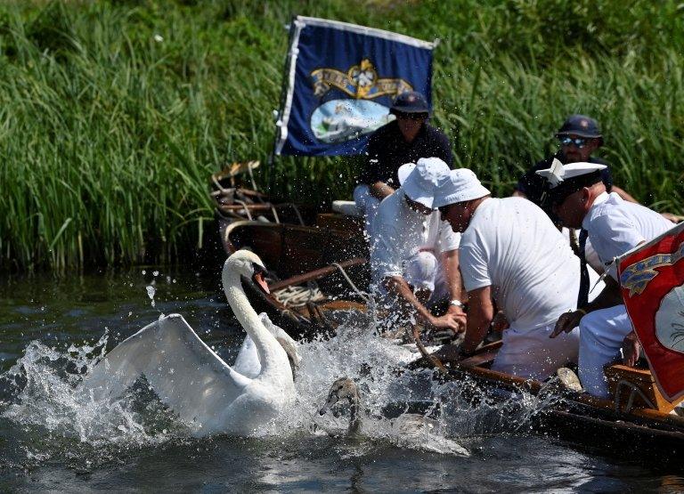 swan splashing and beating wings