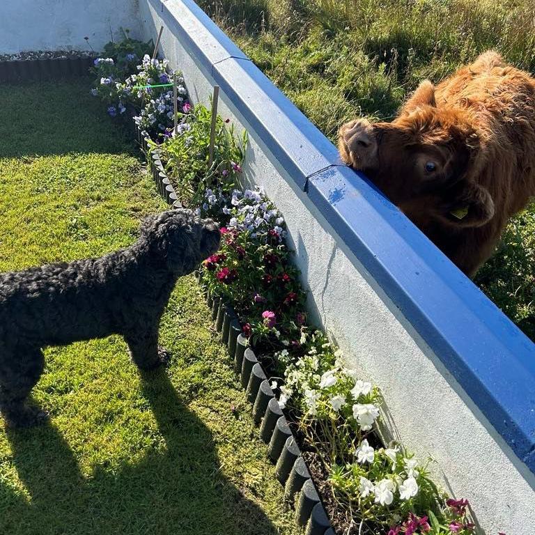 Dog and calf looking at each other over a wall