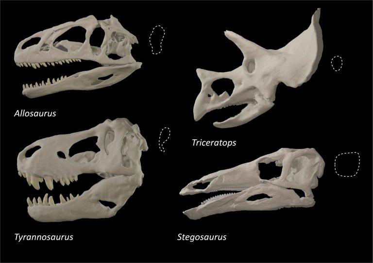 dinosaur-skulls.