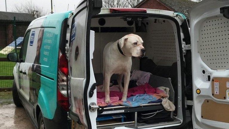 Dog in van