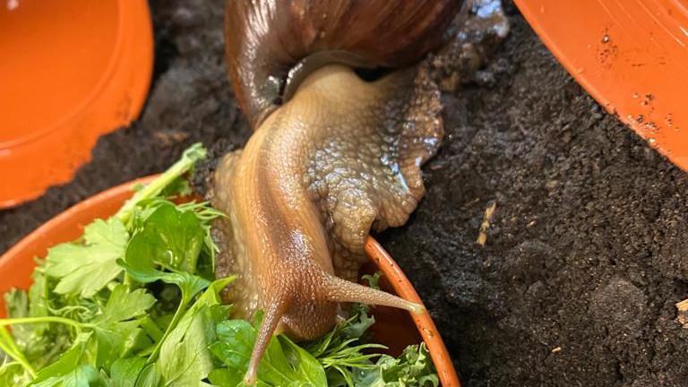 A general view of a Giant African Snail