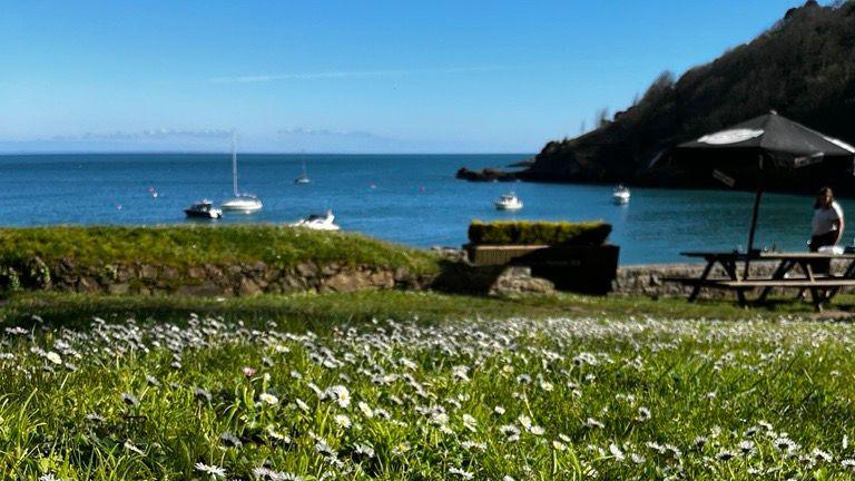 A grass patch covered in daisies next overlooks benches and a sunny bay, with small boats in it.